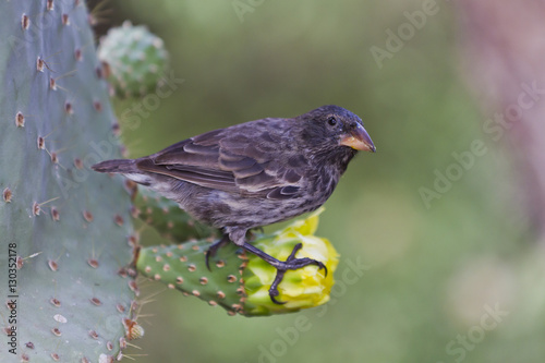 Adult cactus finch (Geospiza scandens), Santa Cruz Island, Galapagos Islands, Ecuador photo