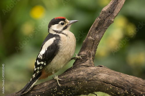 Great Spotted Woodpecker © Wim