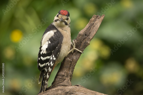 Great Spotted Woodpecker © Wim