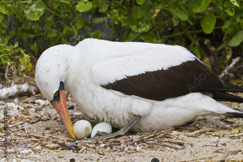 Adult Nazca booby (Sula grantii) on eggs, Punta Suarez, Santiago Island, Galapagos Islands, Ecuador photo