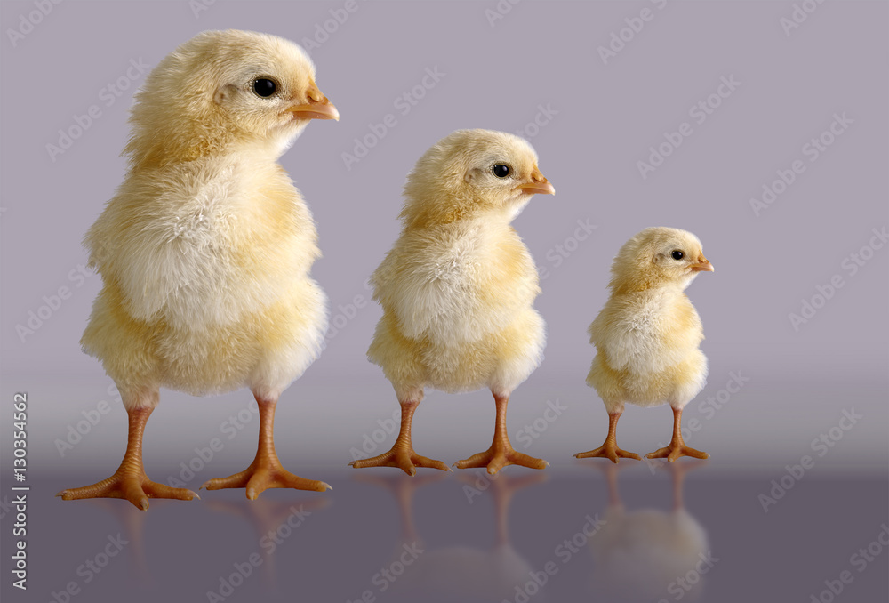 chicks on a gray three
