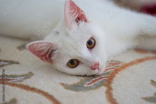 Fotografie A young white turkish angora breed cat