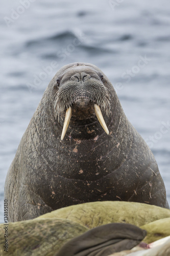 Adult bull Atlantic walrus (Odobenus rosmarus rosmarus) on the beach in Torellneset, Nordauslandet, Svalbard photo