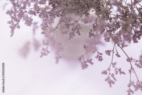 Wallpaper Mural blurred of dried pink flowers in a vase background Torontodigital.ca