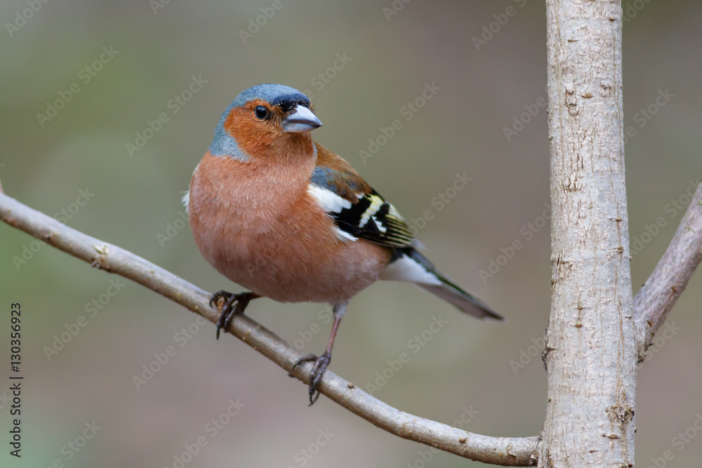 Spring songbird chaffinch sitting on a branch Spring songbird chaffinch sitting on a branch
