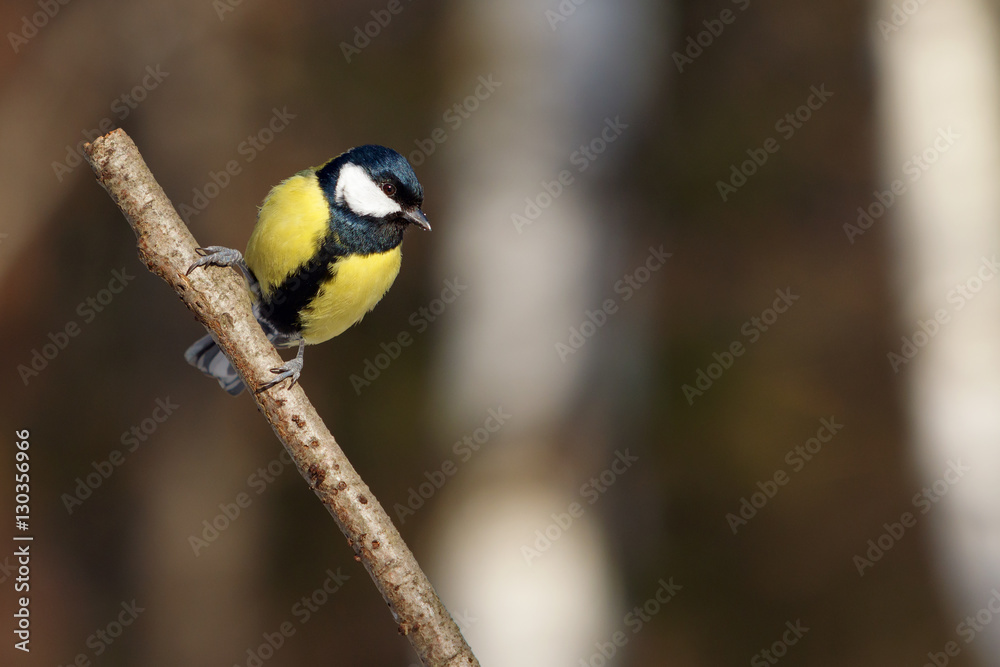 Big titmouse on branch in the forest Big titmouse on branch in the forest