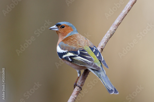 Spring songbird chaffinch sitting on a branch photo
