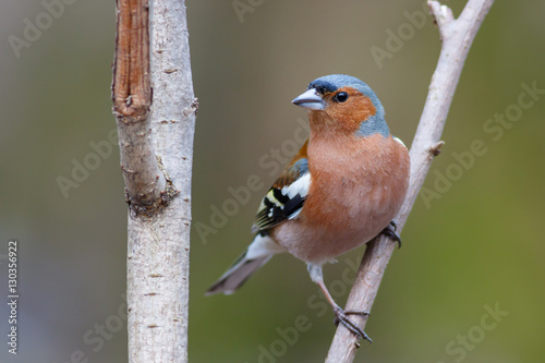 Carta da parati Spring songbird chaffinch sitting on a branch