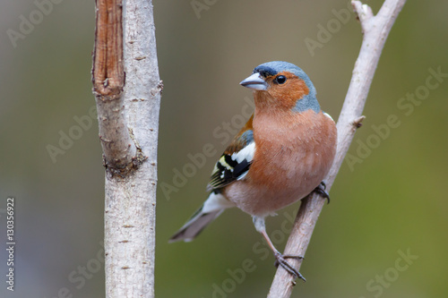Spring songbird chaffinch sitting on a branch photo
