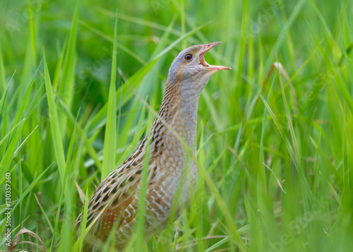 Corncrake sitting in green grass