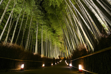 Keuken achterwand Bamboe Lantaarnpad in Japans bamboebos  © David Carillet