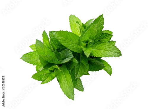 fresh peppermint  isolated on white background