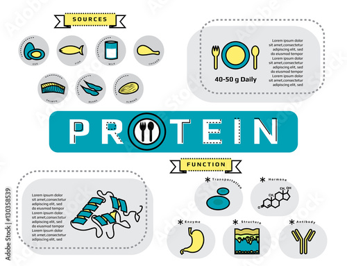 Infographic of sources, type and function of protein, flat line icon template medical vector illustration for education 
