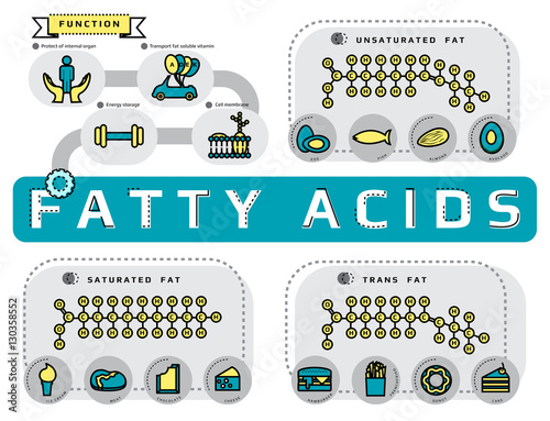 Infographic of sources, type and function of fatty acid, flat line icon template medical vector illustration for education 
