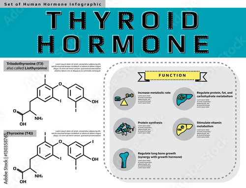 Set of human hormone "Thyroid hormone" infographic, medical line icon template vector illustration for education