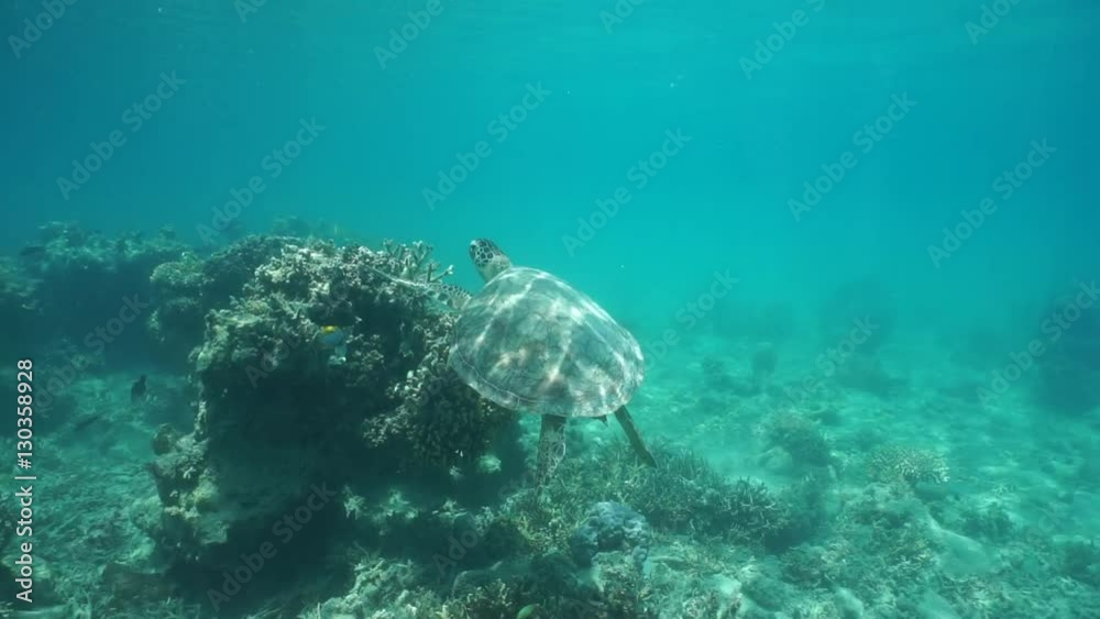 Underwater green sea turtle swims above corals, south Pacific ocean, New Caledonia
Underwater green sea turtle swims above corals, south Pacific ocean, New Caledonia