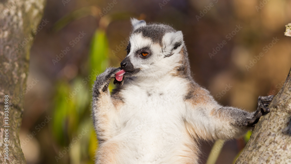 Fototapeta premium Ring-tailed lemur (Lemur catta)
