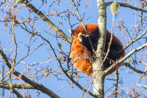 Red panda napping