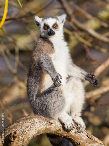 Ring-tailed lemur (Lemur catta)