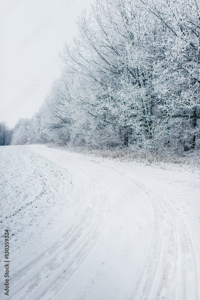 Obraz premium forest in snow
