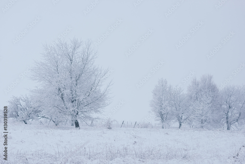 forest in snow forest in snow