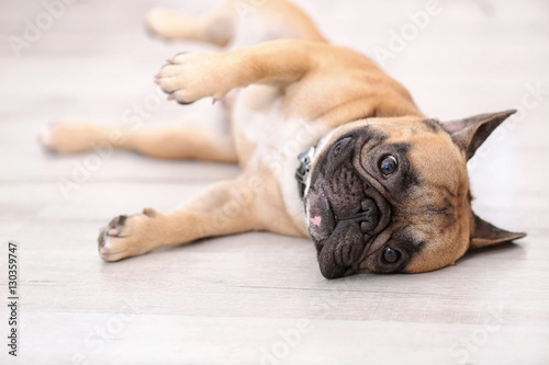 Cute dog lying on floor