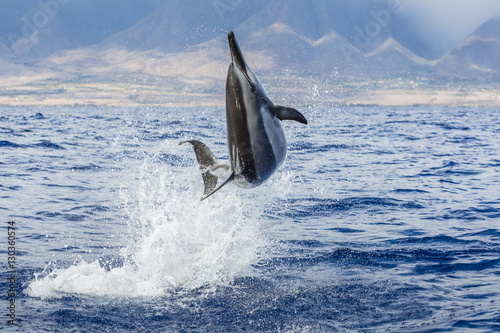 Hawaiian spinner dolphin (Stenella longirostris), AuAu Channel, Maui, Hawaii  photo