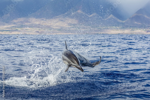 Hawaiian spinner dolphin (Stenella longirostris), AuAu Channel, Maui, Hawaii 