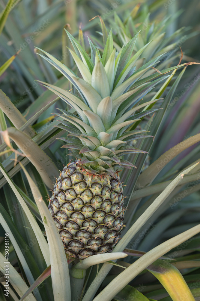 Pineapple plant, tropical fruit growing in a farm Pineapple plant, tropical fruit growing in a farm