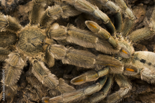 Mating of tarantulas, trinidad chevron (Psalmopoeus cambridgei)