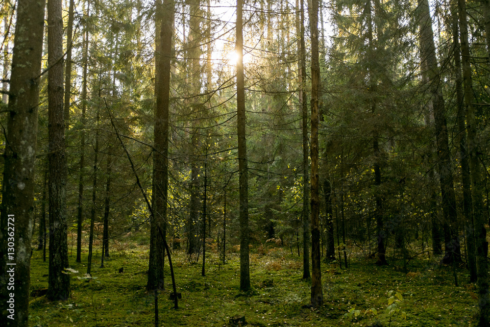 Obraz premium Autumn forest in sunset