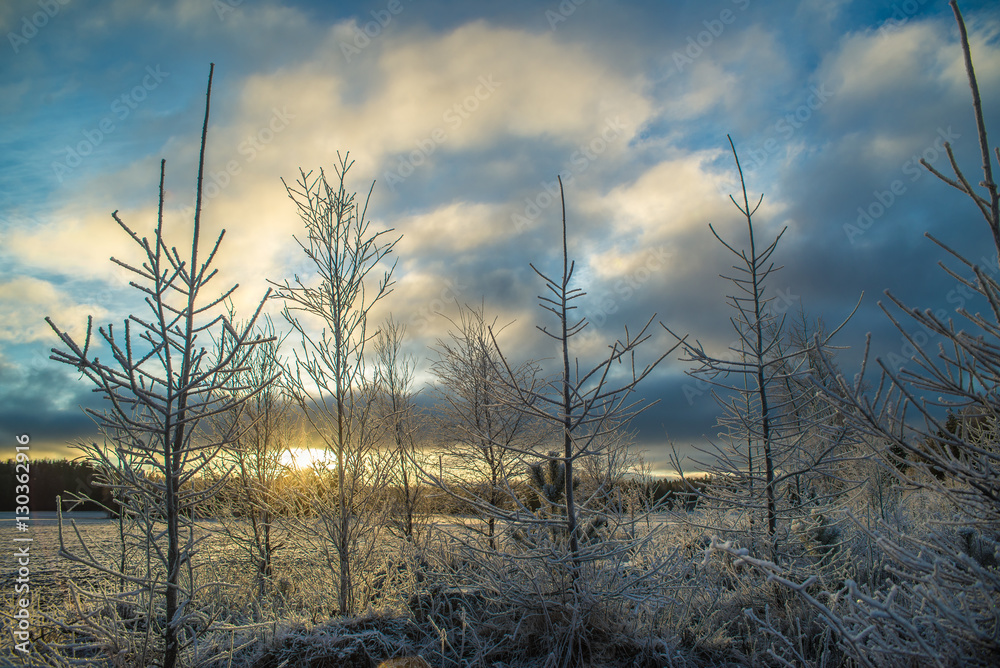 Sunrise in winter landscape with little spruce trees. Sunrise in winter landscape with little spruce trees.