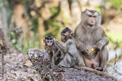 Long-tailed macaque (Macaca fascicularis) troop in Angkor Thom, Siem Reap, Cambodia  photo