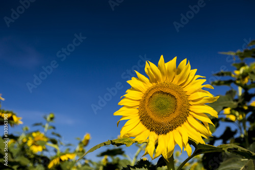 Beautiful landscape with sunflower field over cloudy blue sky    