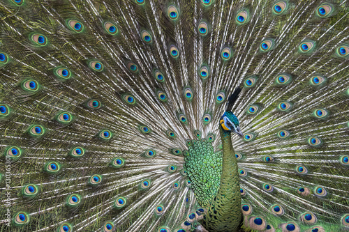 Java green peafowl (Pavo muticus), Bali Bird Park, Indonesia