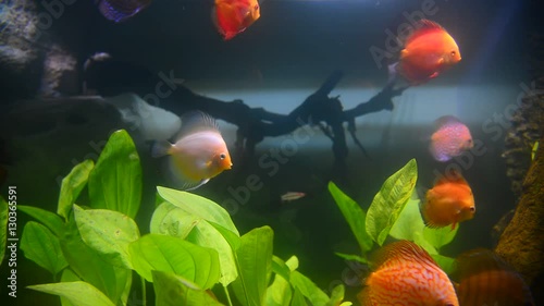 tropical fish and corals in aquarium undervater photo