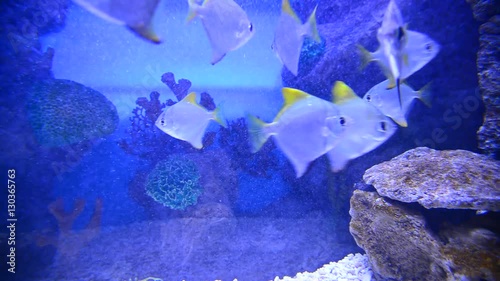 tropical fish and corals in aquarium undervater photo
