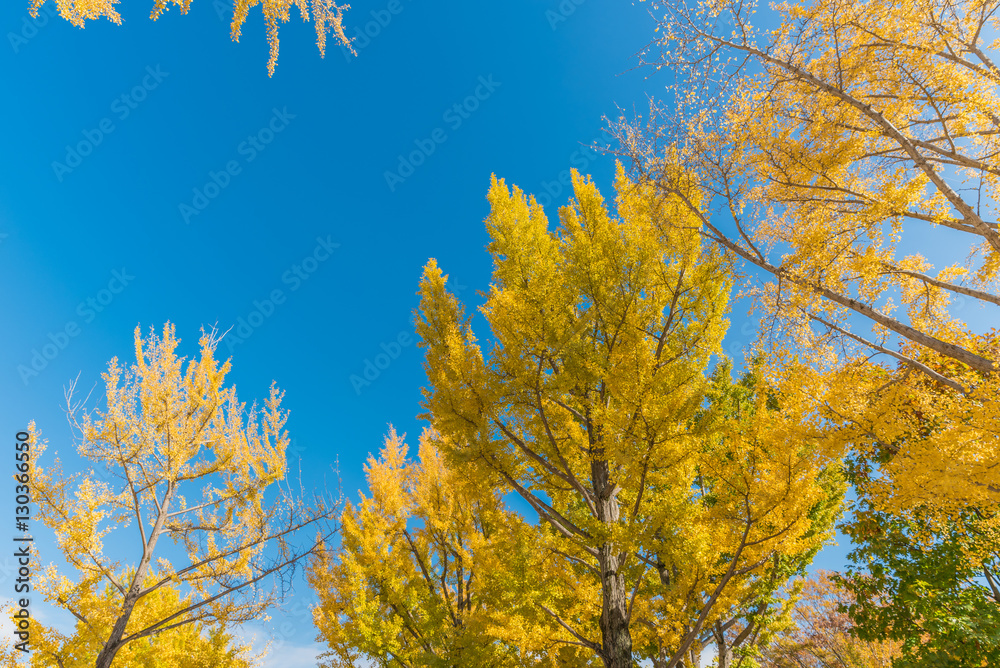 Autumn in Showa memorial park,Tachikawa,Japan Autumn in Showa memorial park,Tachikawa,Japan