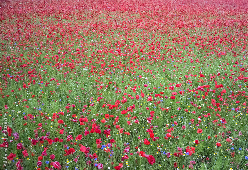 Red poppy Flowers fild in June, Castelluccio, Umbria, Italy