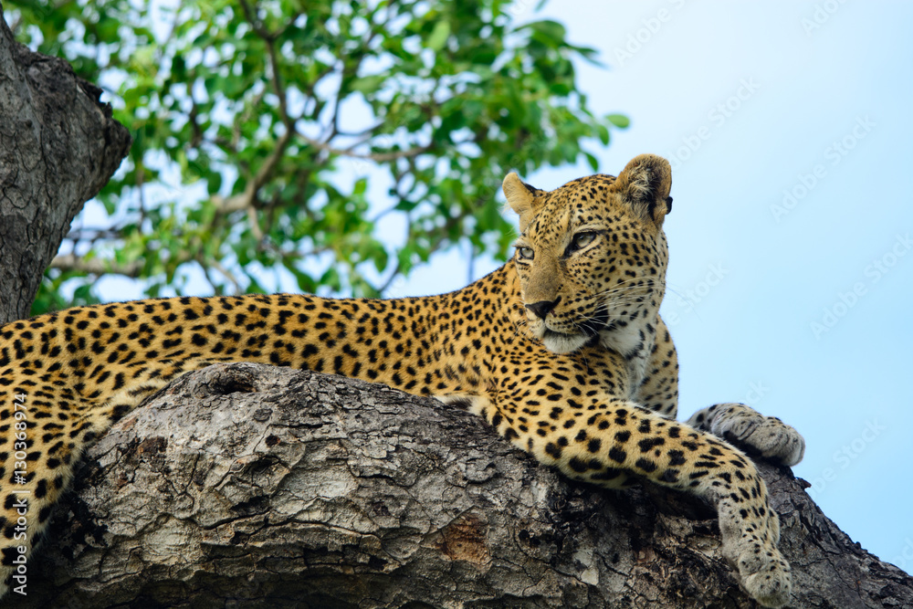 Leopard, Sabi Sand Game Reserve, South Africa
