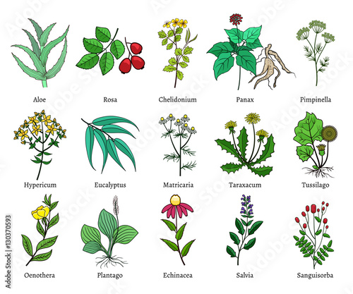 Hand drawn medical herbs and plants vector illustration on white