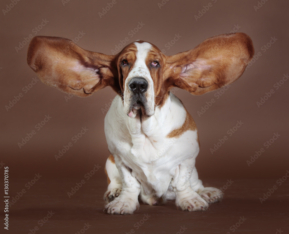 basset hound ears stand