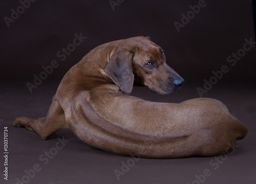Fotografie rhodesian ridgeback backwards