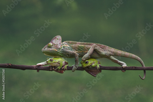 veiled chameleon (chamaeleo calyptratus) is walking through the two frogs 
