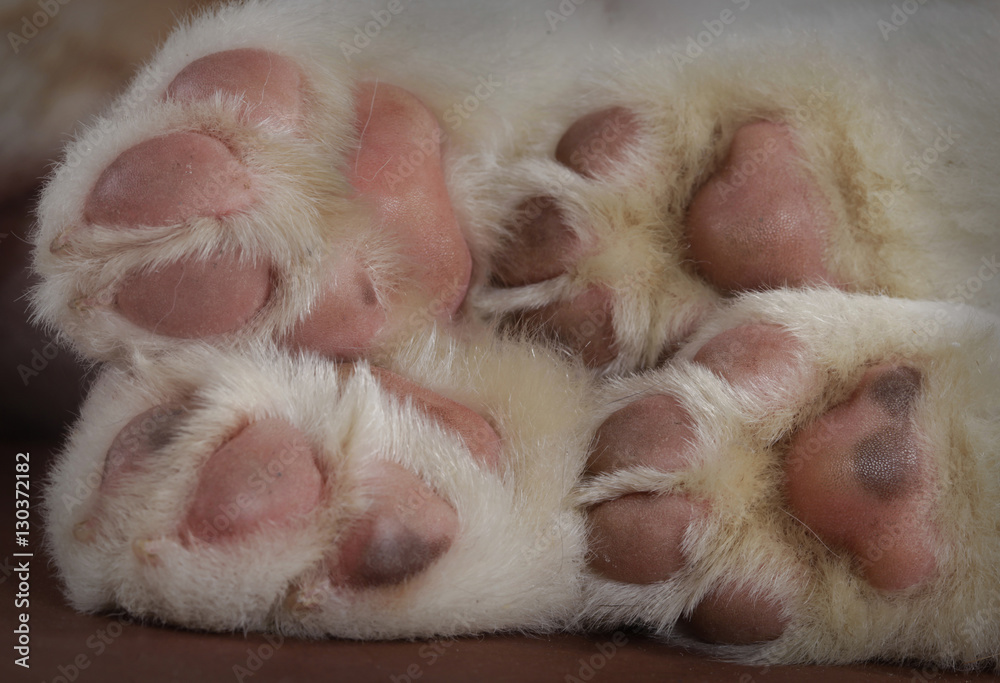 Obraz premium hooves