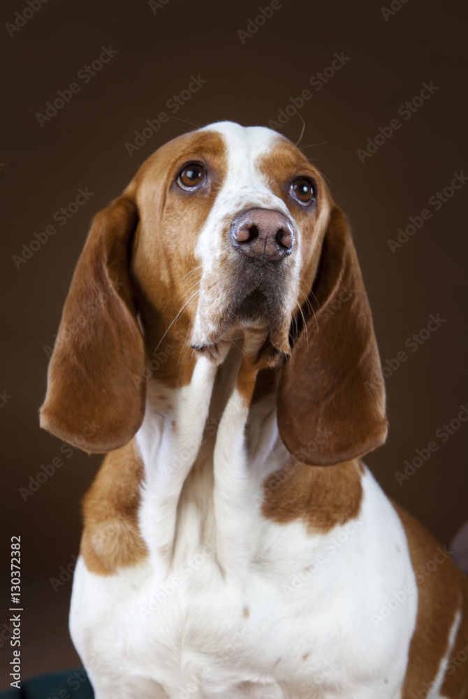 Mixed basset hound