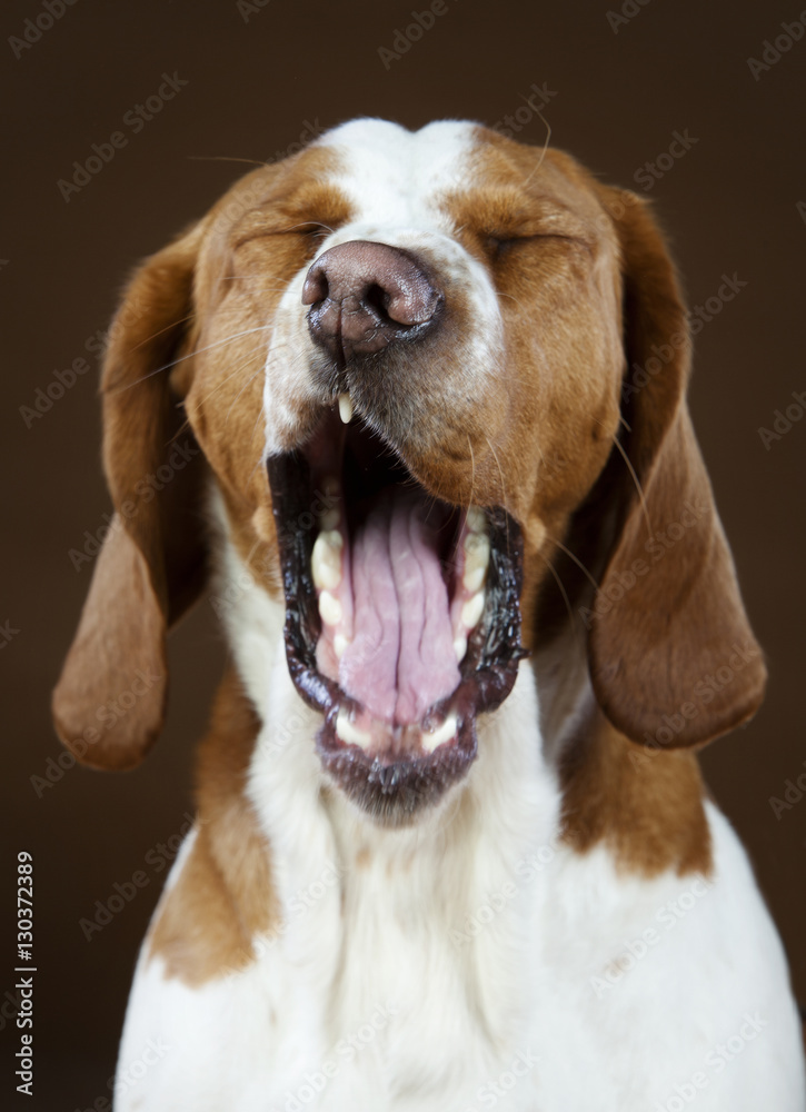 Mixed basset hound yawning
