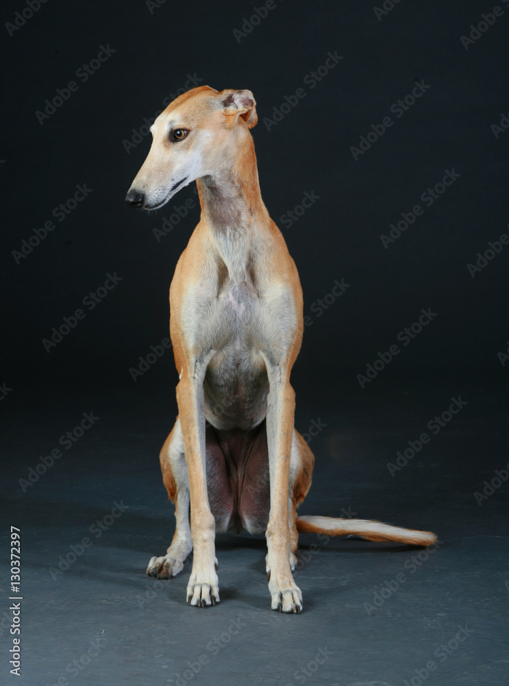 Pretty greyhound