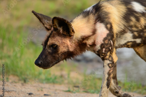African Wild Dog, Sabi Sand Game Reserve, South Africa