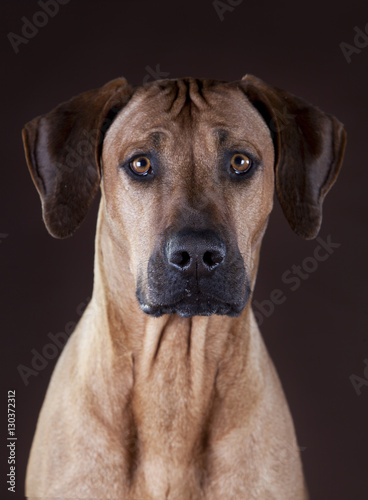 rhodesian ridgeback